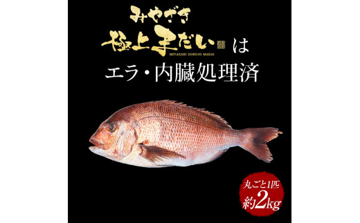 宮崎産 新海屋 鰤屋金太郎 みやざき極上まだい 丸ごと１尾 約2kg　N018-ZA645