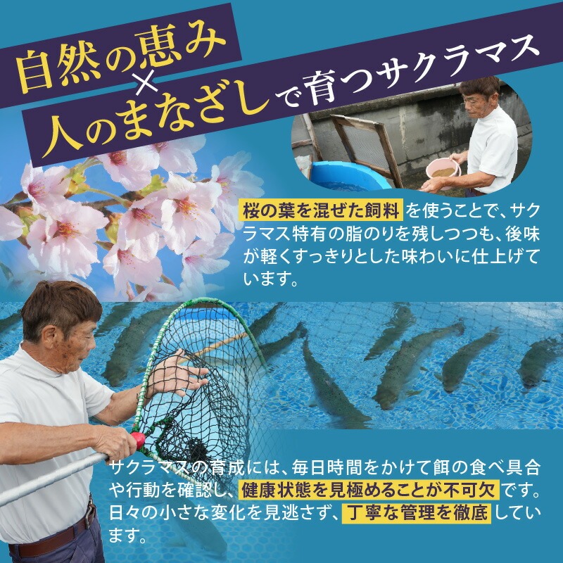 譛ャ譯憺ア偵せ繝「繝シ繧ッ繧オ繝シ繝「繝ウ3遞ョ鬟溘∋豈斐∋繧サ繝繝 N0116-YA3363