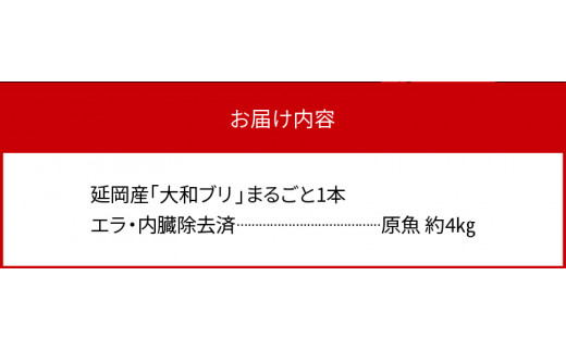 【10月〜2月発送!!】まるごと一本！ 大和ブリ 内臓処理済み　N072-ZB517