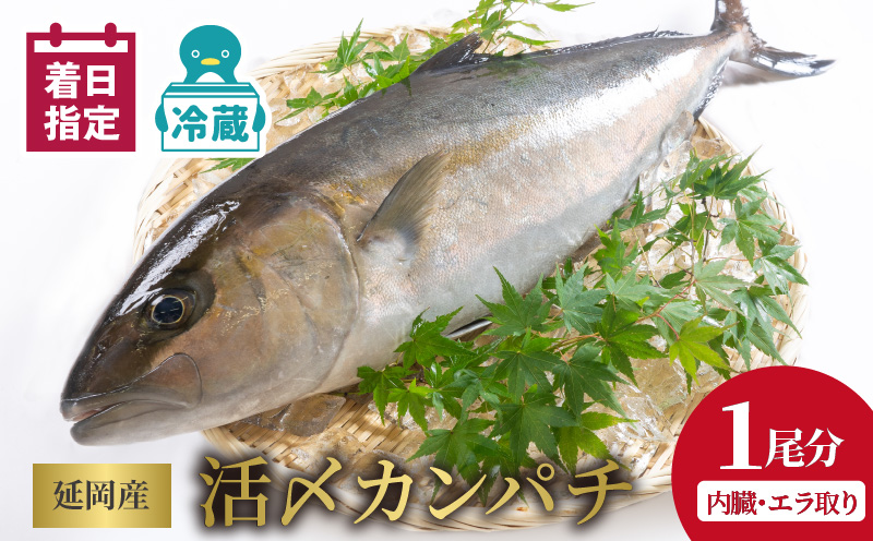 【冷蔵】延岡産活〆鮮魚職人技の脱血鮮魚カンパチ１尾（内臓エラ取り） N019-YZD0118