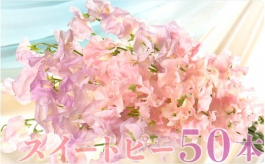 【1月～3月発送】スイートピー50本 N029-YC231