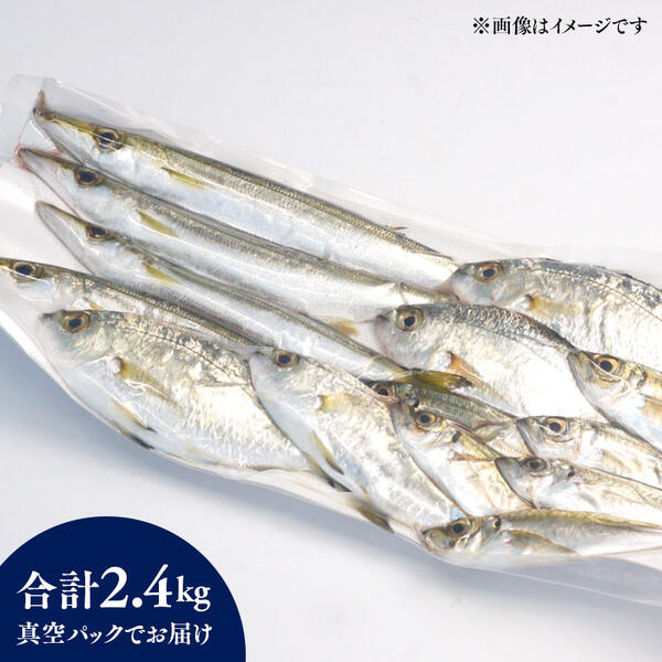 【6ヶ月定期便】大和海商の朝どれ鮮魚小魚パック 2.4kg N072-E082
