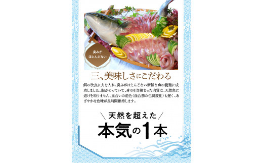 【大和海商】大和ブリの切り身たっぷりセット 12ヶ月定期便 N072-ZH052