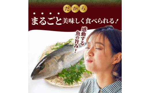 延岡産活〆鮮魚　職人技の脱血鮮魚　カンパチ　N019-ZD0118　請関水産