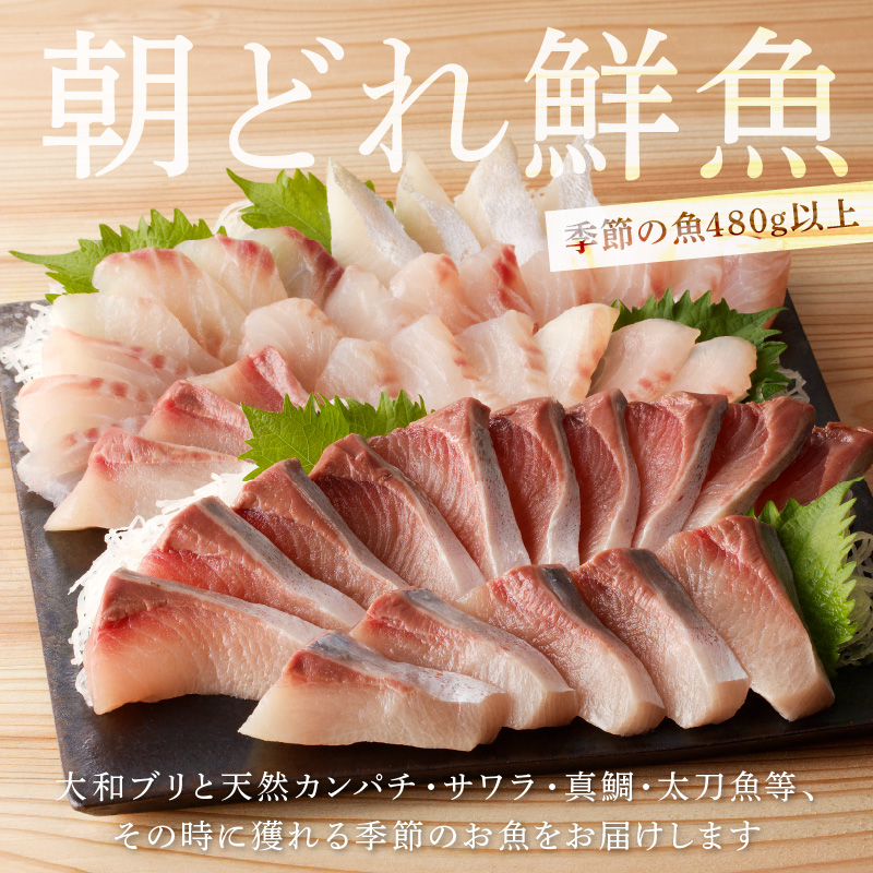 【単月お届け】大和のこだわり漁師のお刺身6人前 N072-YA3338_1