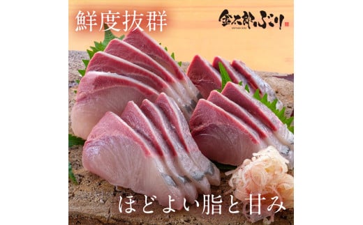 宮崎産 新海屋 鰤屋金太郎 刺身３種セット 真鯛 ぶり カンパチ 各種900g 計2700g　冷蔵　N018-ZE039_1