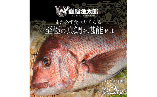 宮崎産 新海屋 鰤屋金太郎 みやざき極上まだい 丸ごと１尾 約2kg　N018-ZA645