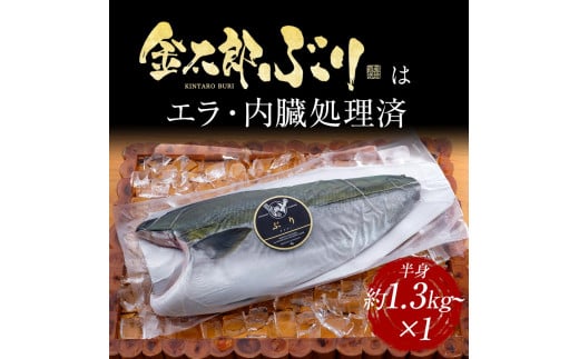 宮崎産 新海屋 鰤屋金太郎 金太郎 ぶり フィレ 1.3kg〜 半身 1枚　冷凍　N018-ZB115_2