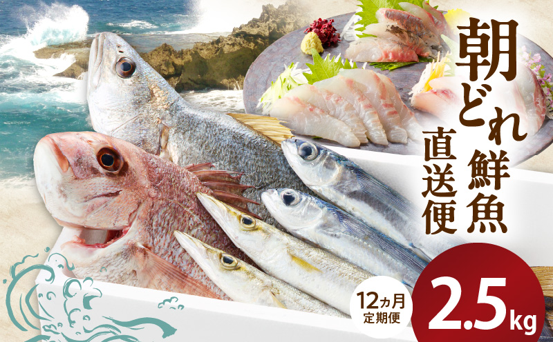 【12ヶ月定期便】大和海商の朝どれ鮮魚直送定期便　2.5kg N072-ZG0141