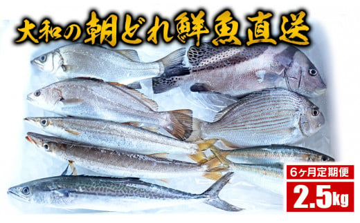 【6ヶ月定期便】大和海商の朝どれ鮮魚直送定期便　2.5kg N072-ZE075