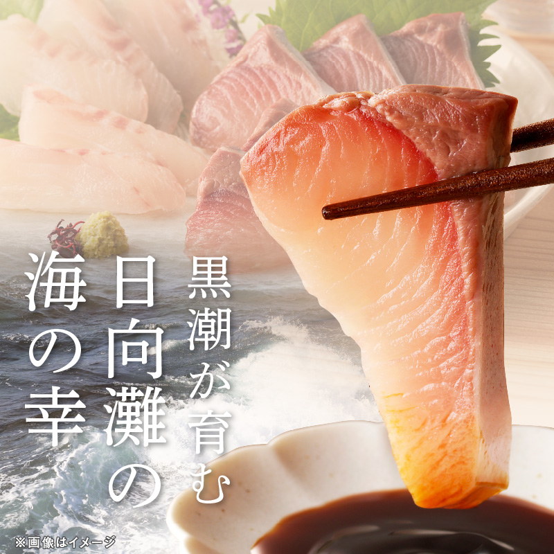 【12ヶ月定期便】大和海商 大和のこだわり漁師のお刺身6人前【冷凍】 N072-YG0258-2