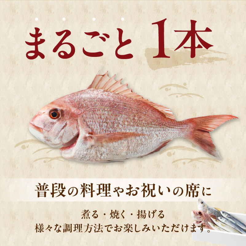 【12ヶ月定期便】大和海商の朝どれ鮮魚直送便　 2.5? N072-YG0257