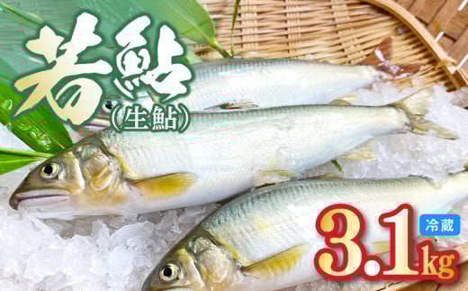 【先行予約】2026年7月上旬より発送開始　若鮎(生鮎)3.1㎏【冷蔵】 N070-YC230_1