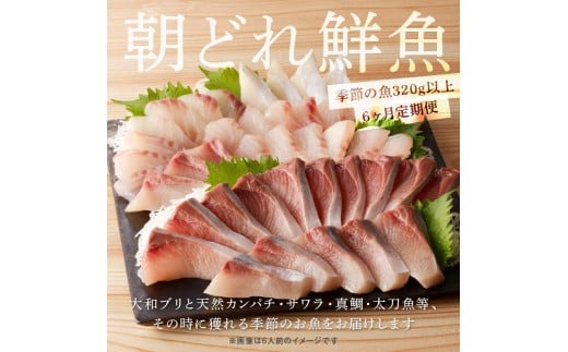 【6ヶ月定期便】大和海商 大和のこだわり漁師のお刺身4人前【冷凍】 N072-YE131-2