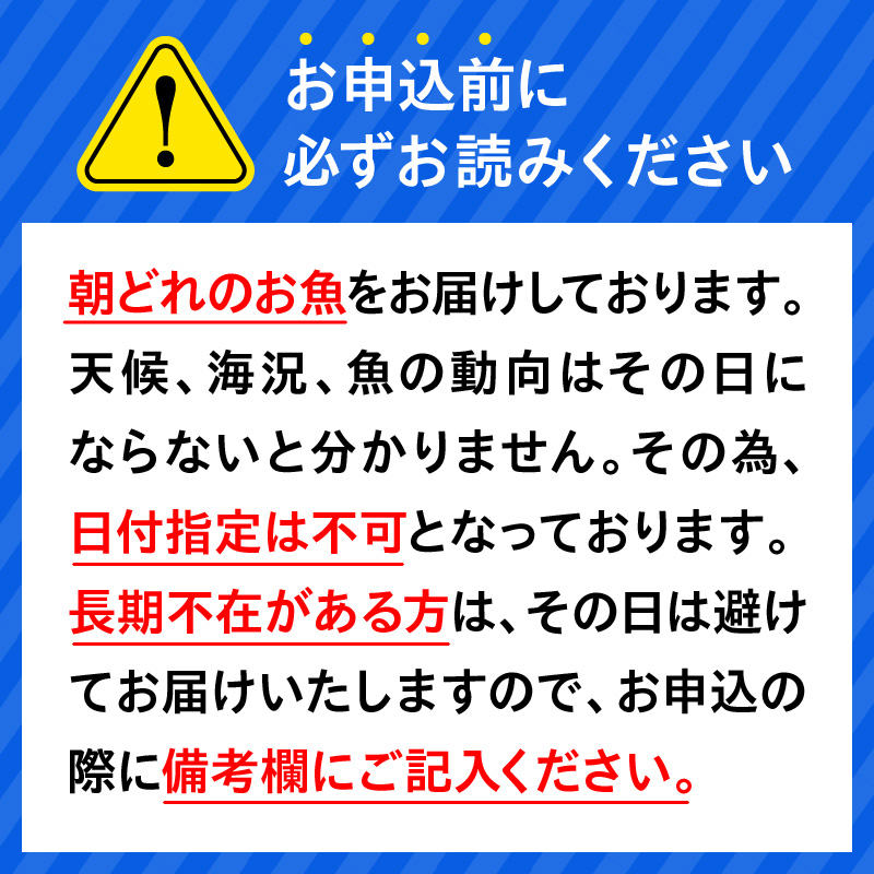 【6ヶ月定期便】大和海商の朝どれ鮮魚直送便 2.5? N072-YF104