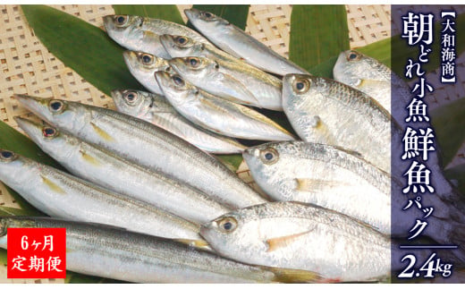 【6ヶ月定期便】大和海商の朝どれ鮮魚小魚パック2.4kg N072-YE093