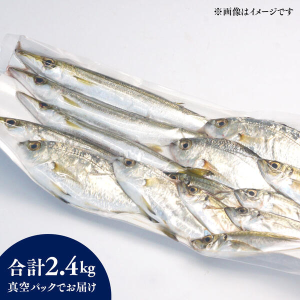 【6ヶ月定期便】大和海商の朝どれ鮮魚小魚パック2.4kg N072-YE093