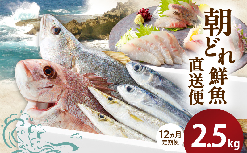 【12ヶ月定期便】大和海商の朝どれ鮮魚直送便　 2.5? N072-YG0257