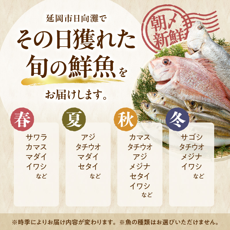 【12ヶ月定期便】大和海商の朝どれ鮮魚直送便　 2.5? N072-YG0257