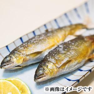 【先行予約】2026年7月上旬より発送開始　若鮎(生鮎)3.1㎏【冷蔵】 N070-YC230_1