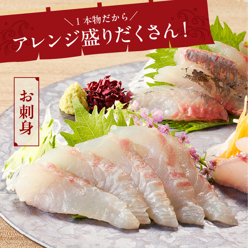 【6ヶ月定期便】大和海商の朝どれ鮮魚直送便 2.5? N072-YF104