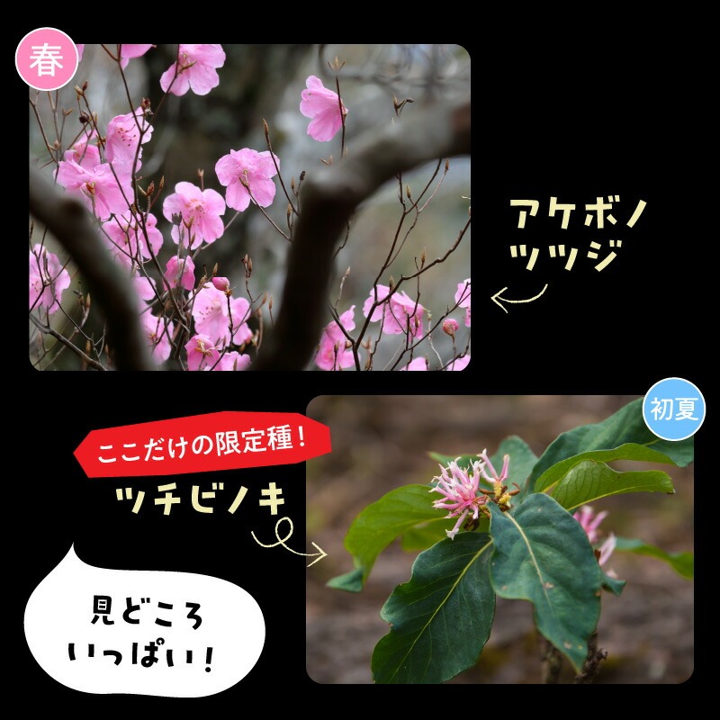 パックン岩トレッキング N002-YZC410