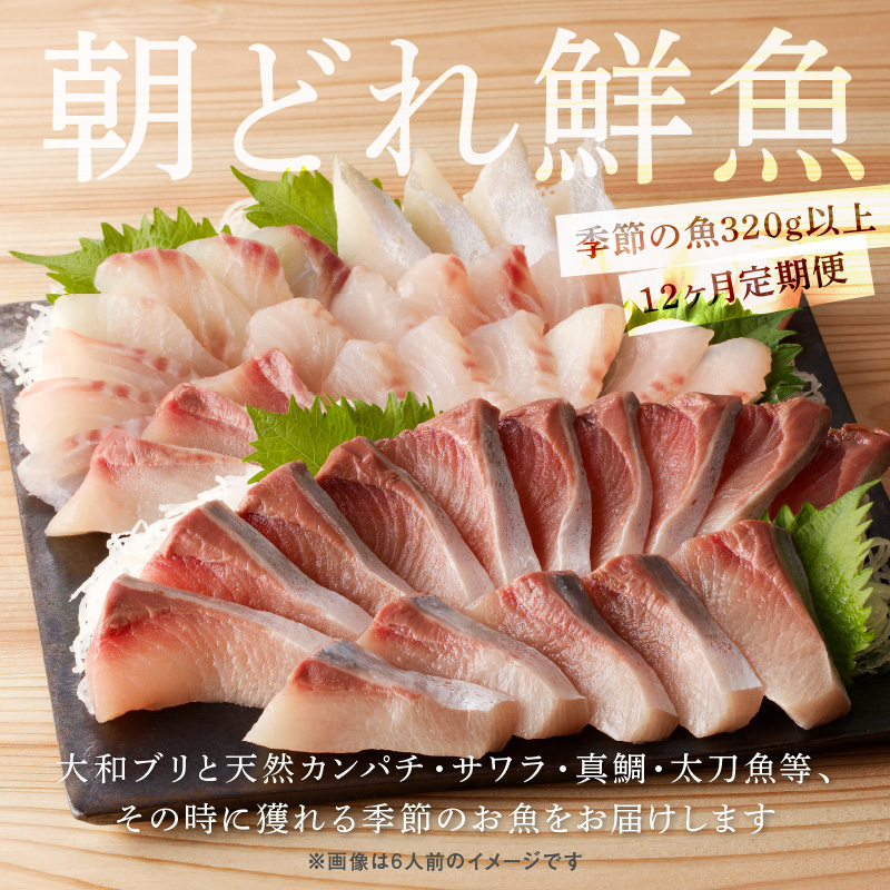 【12ヶ月定期便】大和海商 大和のこだわり漁師のお刺身4人前【冷凍】 N072-YG0254-2