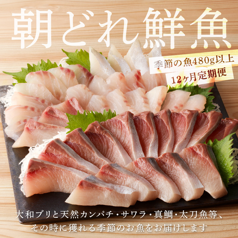 【12ヶ月定期便】大和海商 大和のこだわり漁師のお刺身6人前【冷蔵】 N072-YG0258-1