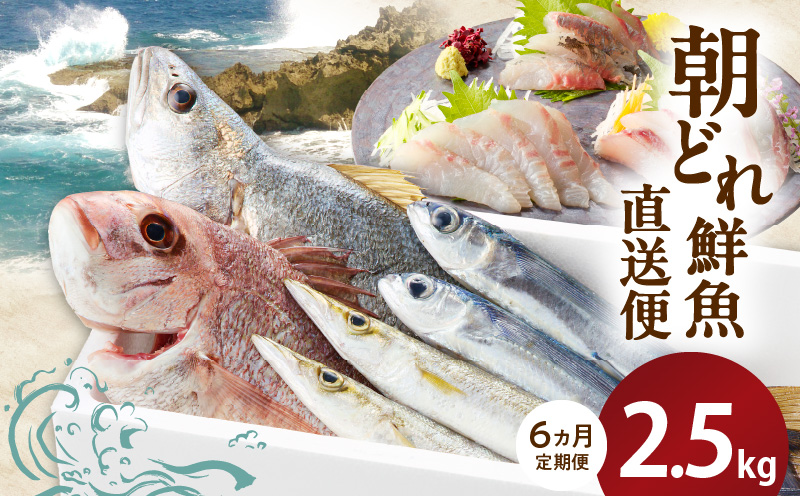 【6ヶ月定期便】大和海商の朝どれ鮮魚直送便 2.5? N072-YF104