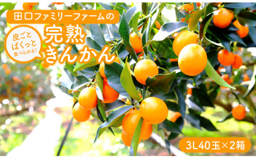 【田口ファミリーファーム】皮ごとぱくっと!完熟きんかん3L　40玉×2箱(2026年2月中旬発送開始) N053-YZB231