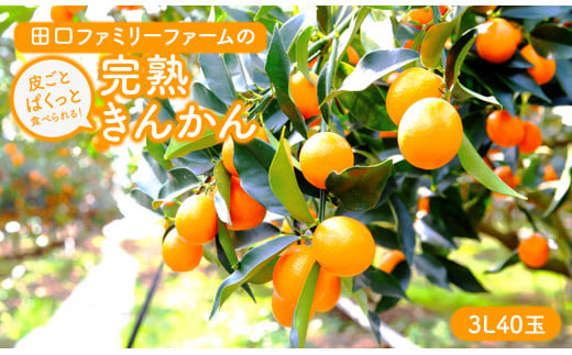 【田口ファミリーファーム】皮ごとぱくっと!完熟きんかん3L　40玉(約1kg)(2026年2月中旬発送開始) N053-YZA157　