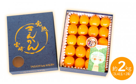 【田口ファミリーファーム】皮ごとぱくっと!完熟きんかん3L　40玉×2箱(2026年2月中旬発送開始) N053-YZB231
