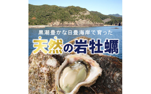 天然岩牡蠣お試しセット(大・中・小サイズ)各2個 N036-YA0382