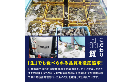 天然岩牡蠣お試しセット(大・中・小サイズ)各2個 N036-YA0382