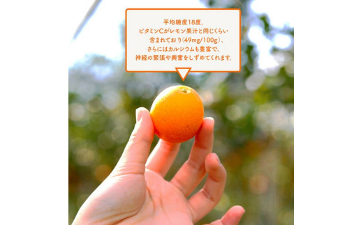 【訳あり】完熟きんかん2Lサイズ約400g×6袋(2026年2月中旬発送開始) N053-YZA548