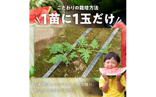 繧ケ繧、繧ォ1邇(邏7緕冗エ) N0195-YA2233