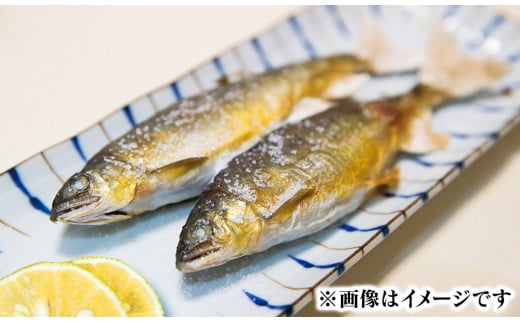 若鮎1㎏【冷凍】 N070-YA3369_2