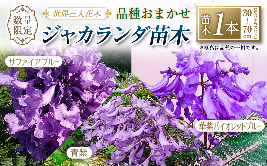≪世界三大花木≫ ジャカランダ 苗木 1本 30cm～70cm 期間限定 数量限定 紫雲木 花 植物 鉢植え 樹木 観賞用 園芸 国産 紫色 珍しい 希少 神秘的 贈り物 ギフト プレゼント お祝い 御祝 誕生日 記念日 ご褒美 人気 おすすめ 癒し 宮崎県 日南市 送料無料_C140-25