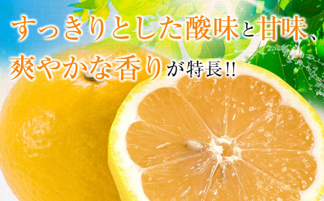 毎年大好評!!宮崎を代表するフルーツ 日向夏 計2.5kg以上 化粧箱入り 期間限定 数量限定 先行予約 2026 令和8年発送 果物 くだもの 柑橘 みかん みかんジュース デザート 国産 食品 おすすめ ギフト 贈り物 贈答 おすそ分け お祝い 宮崎県 日南市 送料無料_B214-23