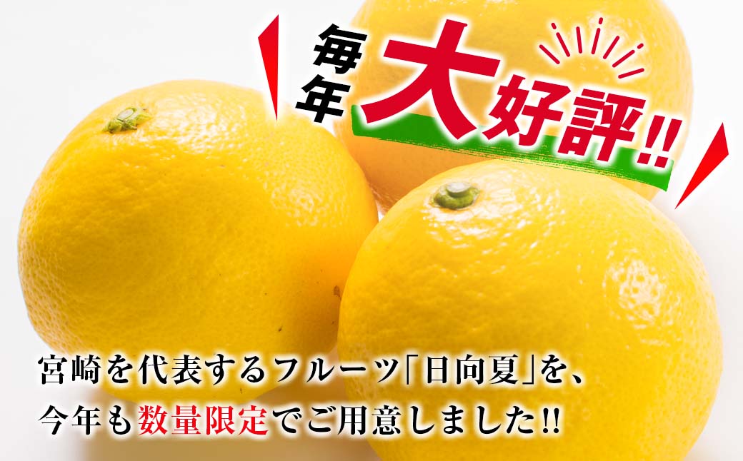 毎年大好評!!宮崎を代表するフルーツ 日向夏 計2.5kg以上 化粧箱入り 期間限定 数量限定 先行予約 2026 令和8年発送 果物 くだもの 柑橘 みかん みかんジュース デザート 国産 食品 おすすめ ギフト 贈り物 贈答 おすそ分け お祝い 宮崎県 日南市 送料無料_B214-23