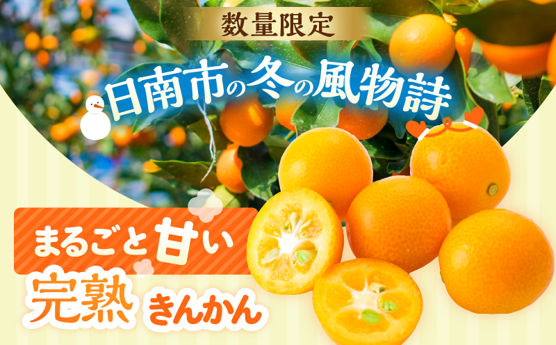 完熟きんかん 計3kg 期間限定 数量限定 フルーツ 果物 くだもの 柑橘 金柑 国産 食品 デザート おやつ 甘露煮 ジャム まるごと 甘い ビタミン おすすめ ギフト プレゼント おすそ分け 産地直送 先行予約 令和8年発送 宮崎県 日南市 送料無料_BAV9-25