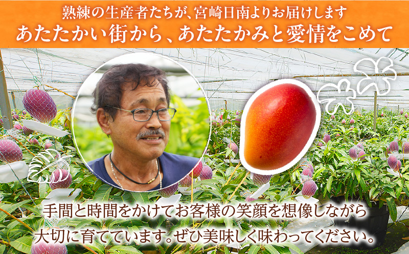 訳あり 数量限定 希少 完熟 マンゴー 鉢植え栽培 計1kg以上 期間限定 くだもの 果物 フルーツ 不揃い 糖度13度以上 日南市産 国産 ご家庭用 食品 デザート おやつ 人気 おすすめ ご褒美 おすそ分け 産地直送 トロピカルフルーツ 冷蔵 宮崎県 送料無料_CB95-24
