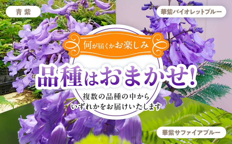 ≪世界三大花木≫ ジャカランダ 苗木 1本 30cm～70cm 期間限定 数量限定 紫雲木 花 植物 鉢植え 樹木 観賞用 園芸 国産 紫色 珍しい 希少 神秘的 贈り物 ギフト プレゼント お祝い 御祝 誕生日 記念日 ご褒美 人気 おすすめ 癒し 宮崎県 日南市 送料無料_C140-25