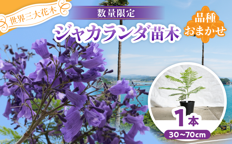 ≪世界三大花木≫ ジャカランダ 苗木 1本 30cm～70cm 期間限定 数量限定 紫雲木 花 植物 鉢植え 樹木 観賞用 園芸 国産 紫色 珍しい 希少 神秘的 贈り物 ギフト プレゼント お祝い 御祝 誕生日 記念日 ご褒美 人気 おすすめ 癒し 宮崎県 日南市 送料無料_C140-25