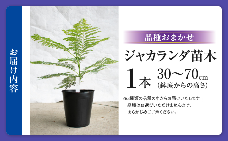 ≪世界三大花木≫ ジャカランダ 苗木 1本 30cm～70cm 期間限定 数量限定 紫雲木 花 植物 鉢植え 樹木 観賞用 園芸 国産 紫色 珍しい 希少 神秘的 贈り物 ギフト プレゼント お祝い 御祝 誕生日 記念日 ご褒美 人気 おすすめ 癒し 宮崎県 日南市 送料無料_C140-25