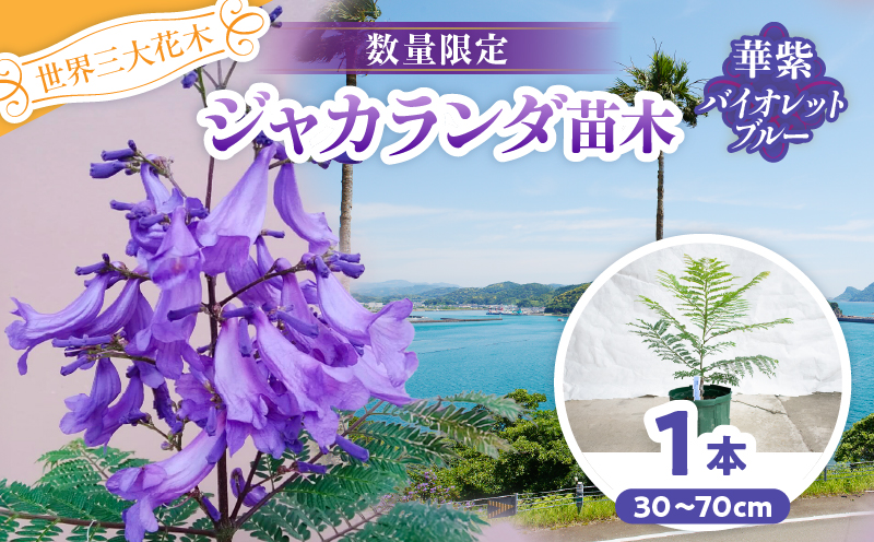 ≪世界三大花木≫ ジャカランダ 苗木 華紫バイオレットブルー 30cm～70cm 期間限定 数量限定 紫雲木 花 植物 鉢植え 観賞用 園芸 国産 紫色 珍しい 希少 神秘的 贈り物 ギフト プレゼント お祝い 誕生日 記念日 人気 おすすめ 癒し 宮崎県 日南市 送料無料_CA71-25