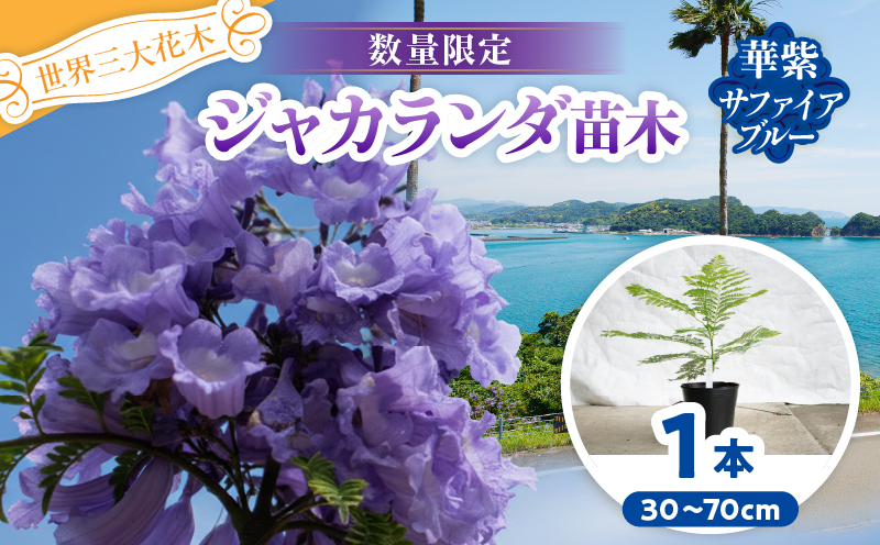 ≪世界三大花木≫ ジャカランダ 苗木 華紫サファイアブルー 30cm～70cm 期間限定 数量限定 紫雲木 花 植物 鉢植え 観賞用 園芸 国産 紫色 珍しい 希少 神秘的 贈り物 ギフト プレゼント お祝い 誕生日 記念日 人気 おすすめ 癒し 宮崎県 日南市 送料無料_CA72-25