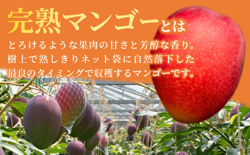 ≪ 先行予約 ≫ 糖度15度以上!! 数量限定 南国宮崎 完熟マンゴー 2L 2玉 期間限定 フルーツ スイーツ 果物 くだもの 食品 デザート 国産 産地直送 人気 おすすめ おやつ 高級 ご褒美 贅沢 贈り物 ギフト プレゼント 贈答 なめらか 宮崎県 日南市 送料無料_BD73-23