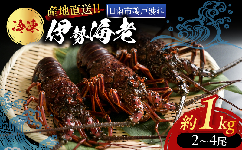 ≪ 期間限定・数量限定 ≫ 伊勢海老 約1kg (2～4尾) 伊勢えび イセエビ 海鮮 海産物 鮮魚 魚介 産地直送 新鮮 高級 刺身 味噌汁 焼き物 焼肉 BBQ 天然 おすすめ お取り寄せ グルメ ギフト 贈り物 お祝い 記念日 プレゼント 冷凍 宮崎県 日南市 送料無料_I34-26