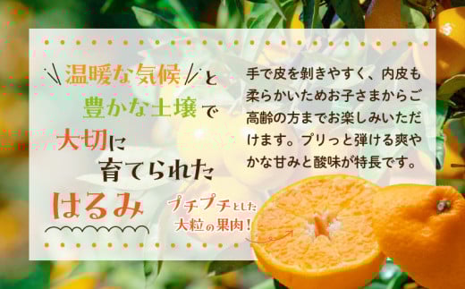 先行予約 訳あり はるみ 計3.8kg以上 傷み補償分入り 令和8年発送 期間限定 数量限定 フルーツ 果物 くだもの 柑橘 みかん オレンジ 国産 食品 デザート ジュース おやつ 希少 家庭用 不揃い 傷 規格外 訳アリ おすすめ おすそ分け 宮崎県 日南市 送料無料_AAV5-25